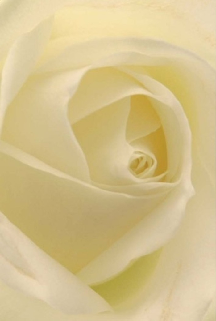 Viewed at close range, this classic white rose reveals itself as a study in harmony and natural sophistication. The petals, luminous in delicate shades of white and creamy gold, overlap in perfect succession, their edges softened by ambient daylight reminiscent of morning along Walthamstow's leafy avenues. Subtle shadows lend structure without harshness, infusing each fold with quiet dimension and a feeling of illuminated purity. As a florist rooted in the Walthamstow community, I often see such a rose as the heart of bouquets meant for cherished milestones-a wedding at Vestry House, a heartfelt apology, or a serene moment of remembrance for a loved one. The spiral core promises gentle resilience, while the smooth translucence of the petals evokes a cleanliness that speaks of fresh beginnings. One can almost sense the delicate, lingering fragrance-a blend of rain-washed air and spring blooms-gracing any space it decorates. The artistry etched into every detail embodies both grace and local pride, qualities that define thoughtful gifting and the floral traditions cherished throughout Walthamstow. In this rose, nature's wisdom is revealed, quietly uplifting and always appropriate for the range of emotions one might wish to convey.